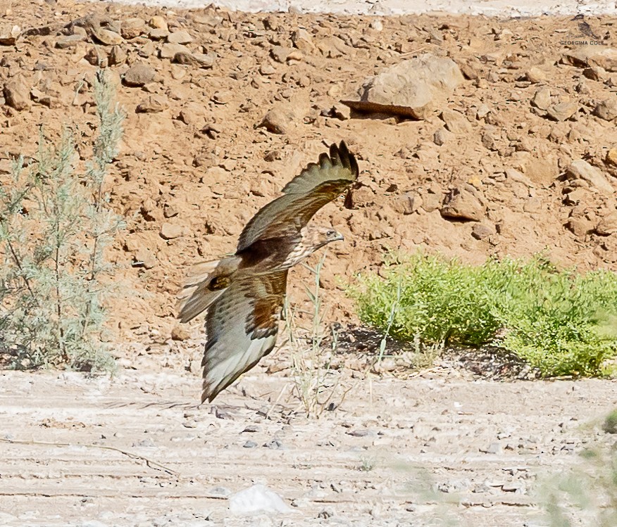 Long-legged Buzzard - ML618604523