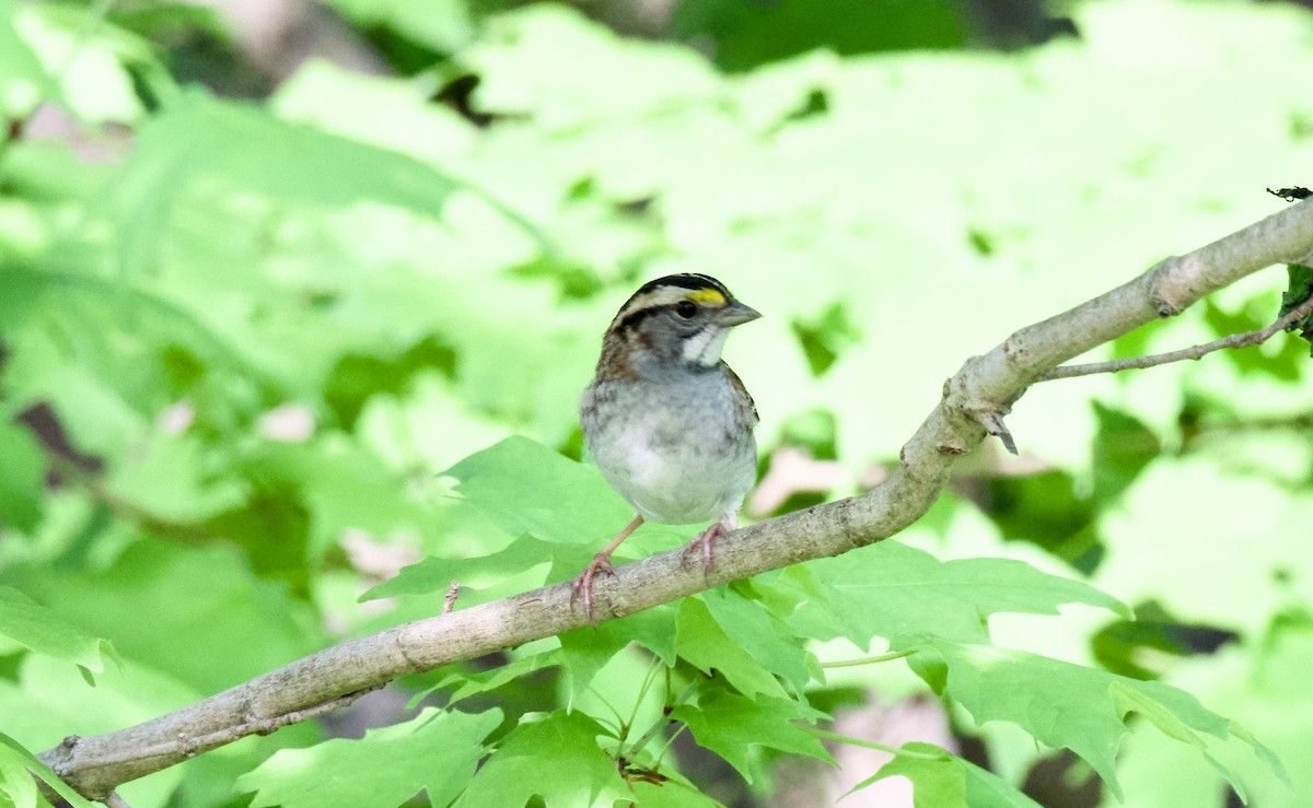 White-throated Sparrow - ML618604526