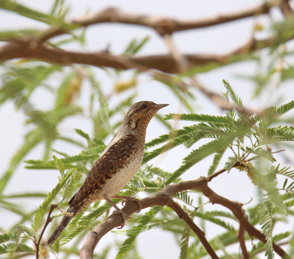 Eurasian Wryneck - ML618604529