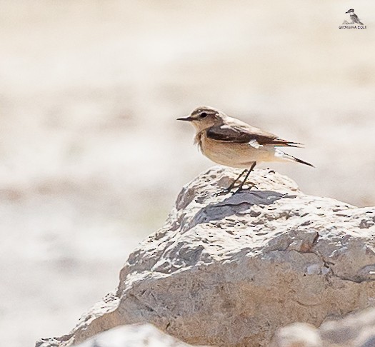 Northern Wheatear - Georgina Cole