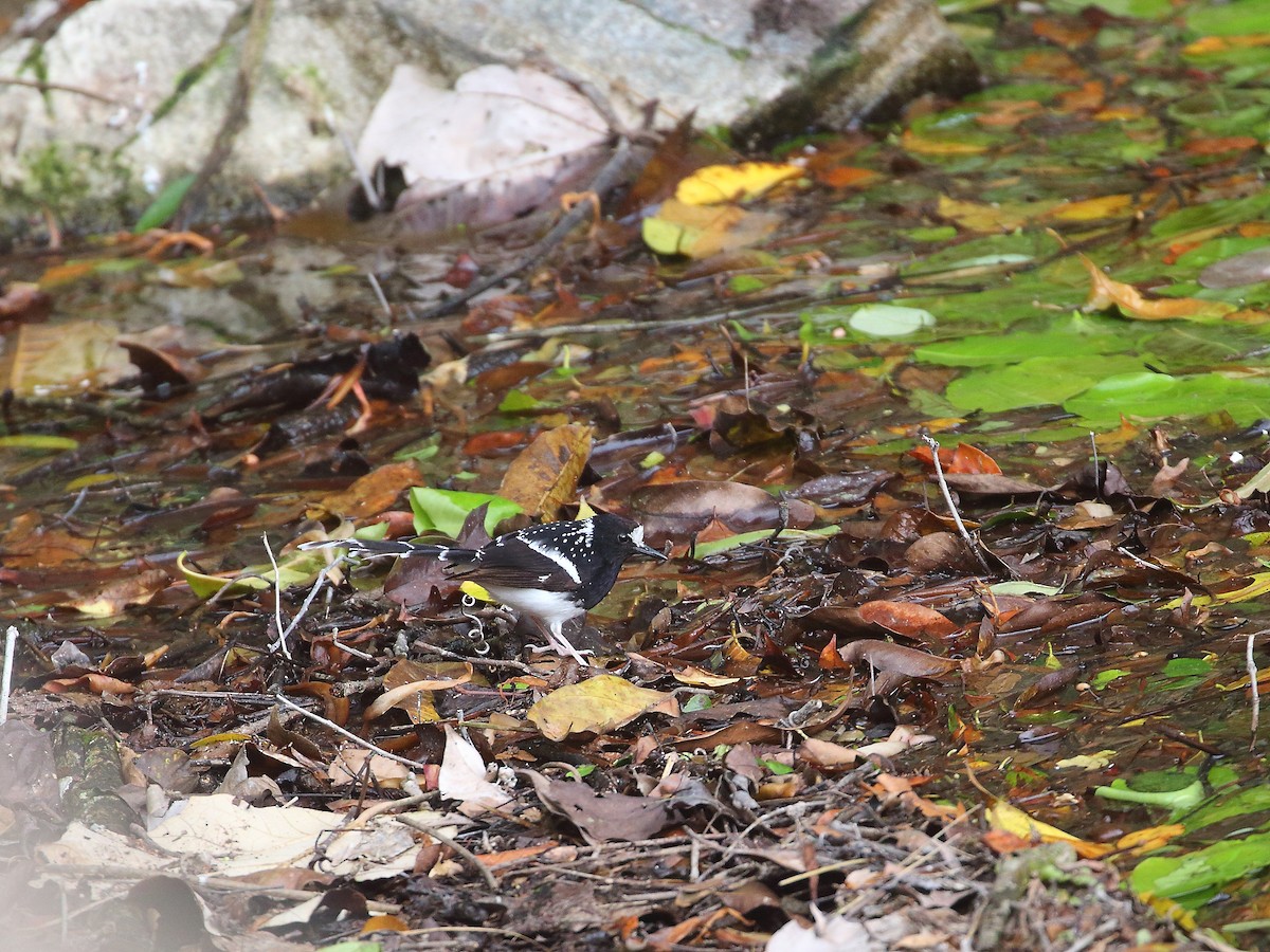 Spotted Forktail - ML618604537