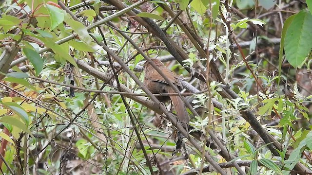 Bhutan Laughingthrush - ML618604552