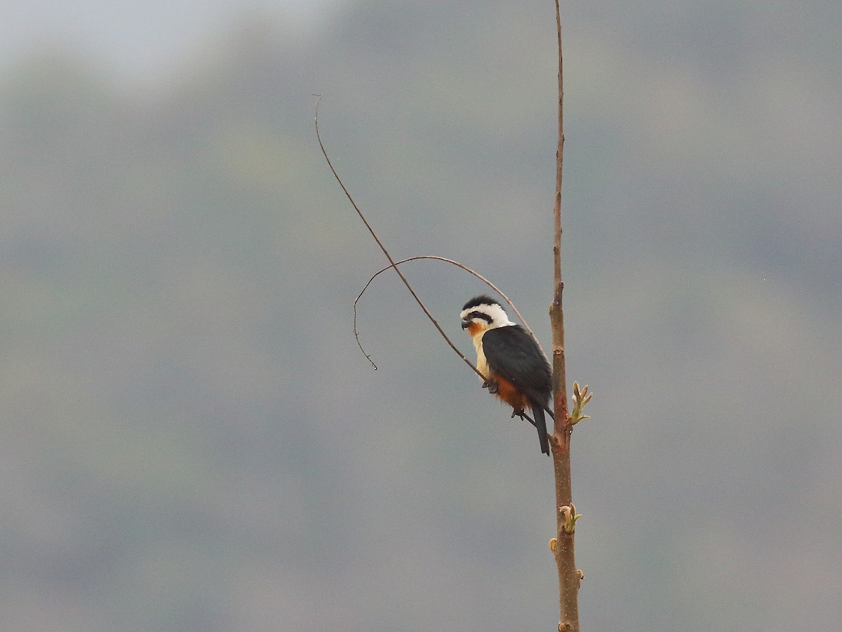 Collared Falconet - Keith Valentine