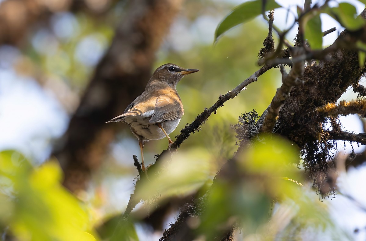 Gray-sided Thrush - ML618604565