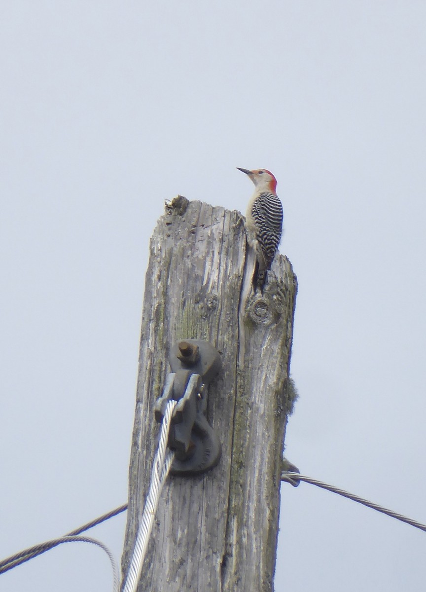 Red-bellied Woodpecker - ML618604567