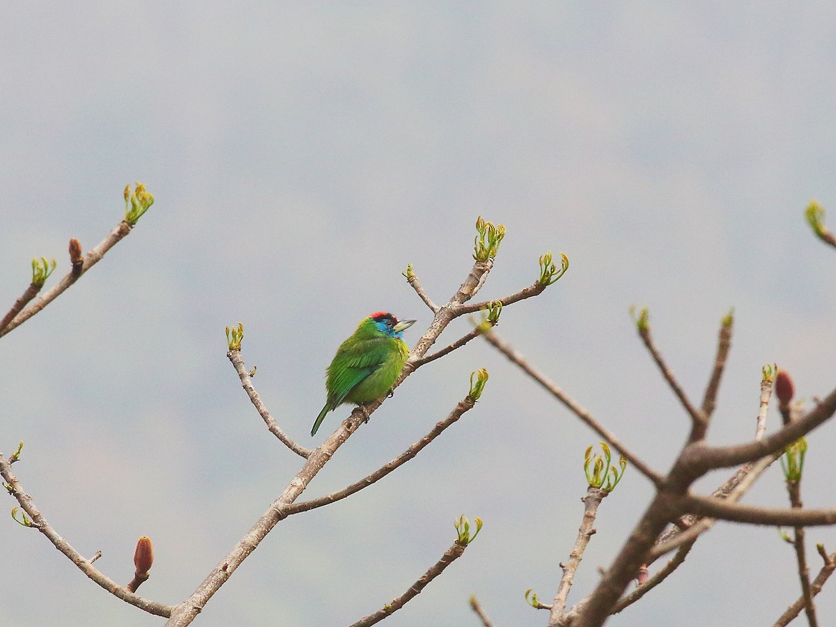 Blue-throated Barbet - ML618604586