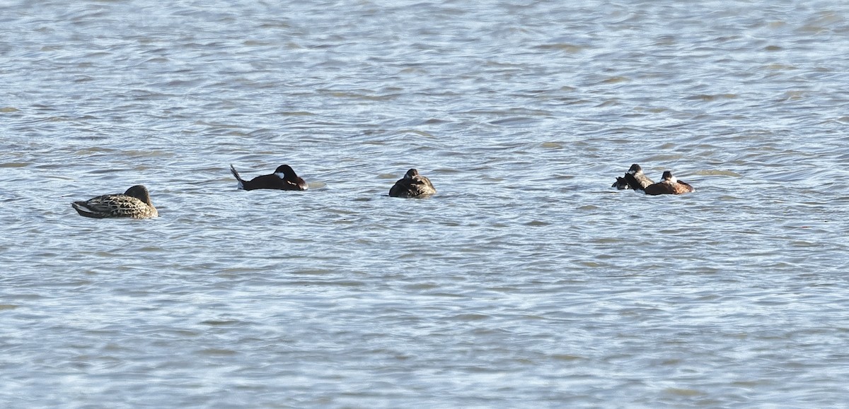 Ruddy Duck - Albert Linkowski