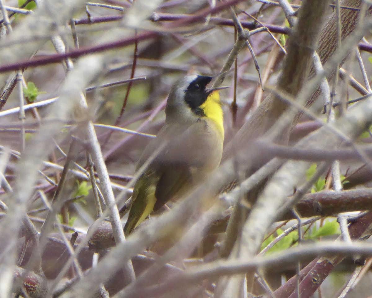 Common Yellowthroat - Karina Rathmell