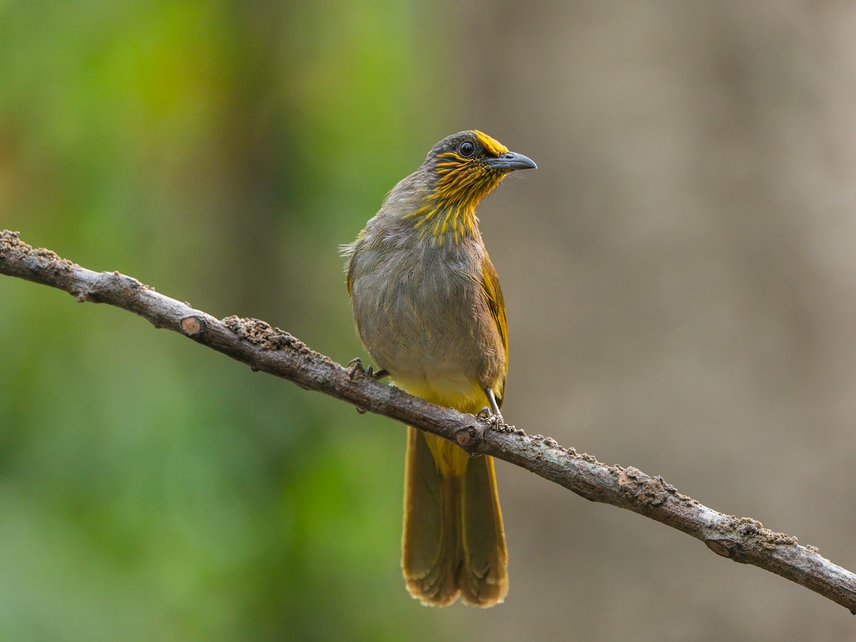 Stripe-throated Bulbul - Michael Sanders