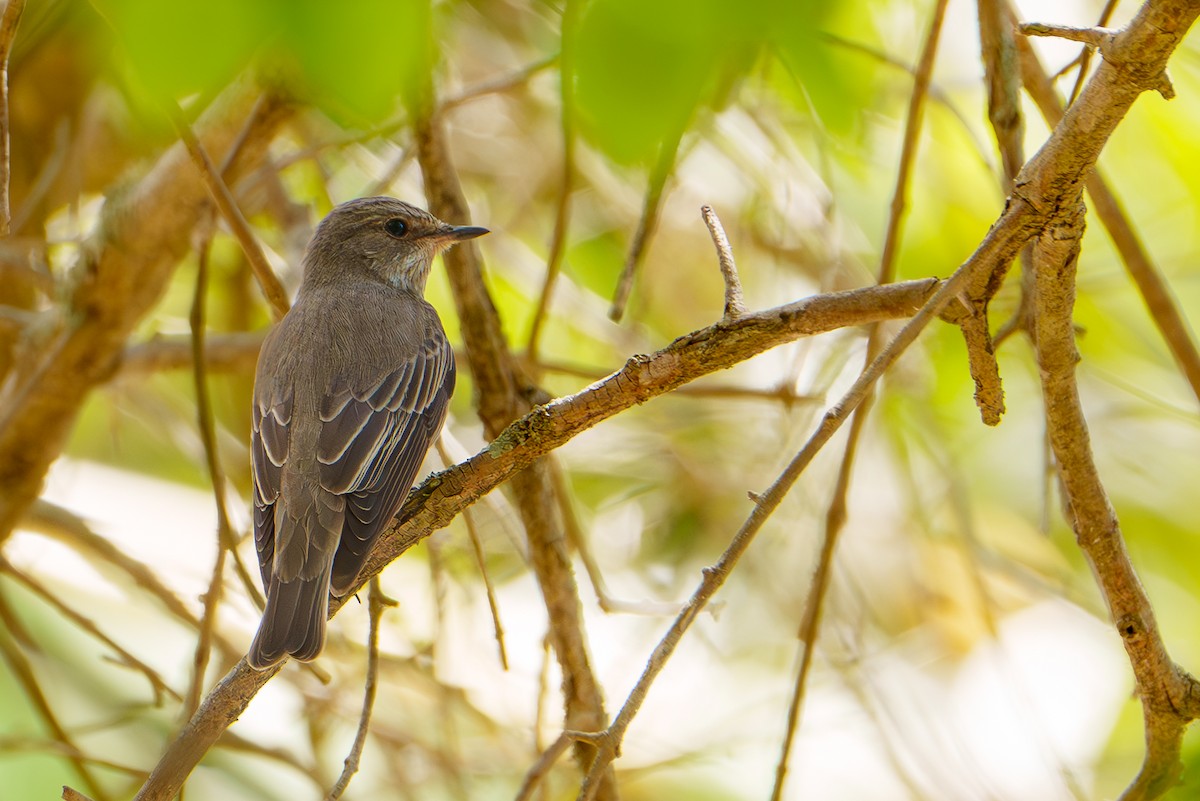 Spotted Flycatcher - ML618604638