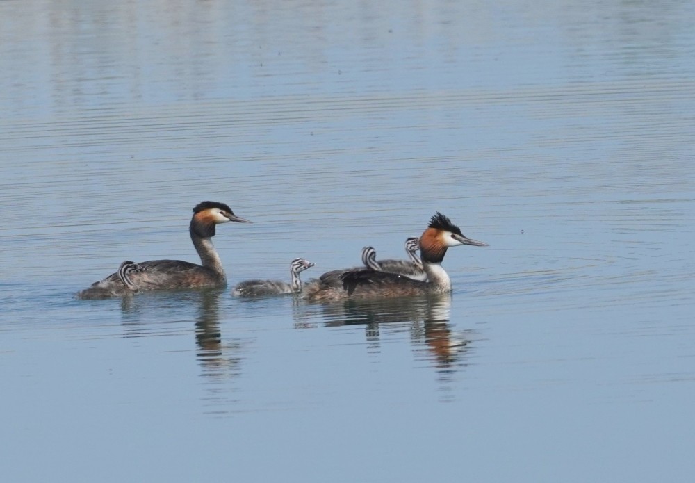 Great Crested Grebe - Andrzej Chwierut