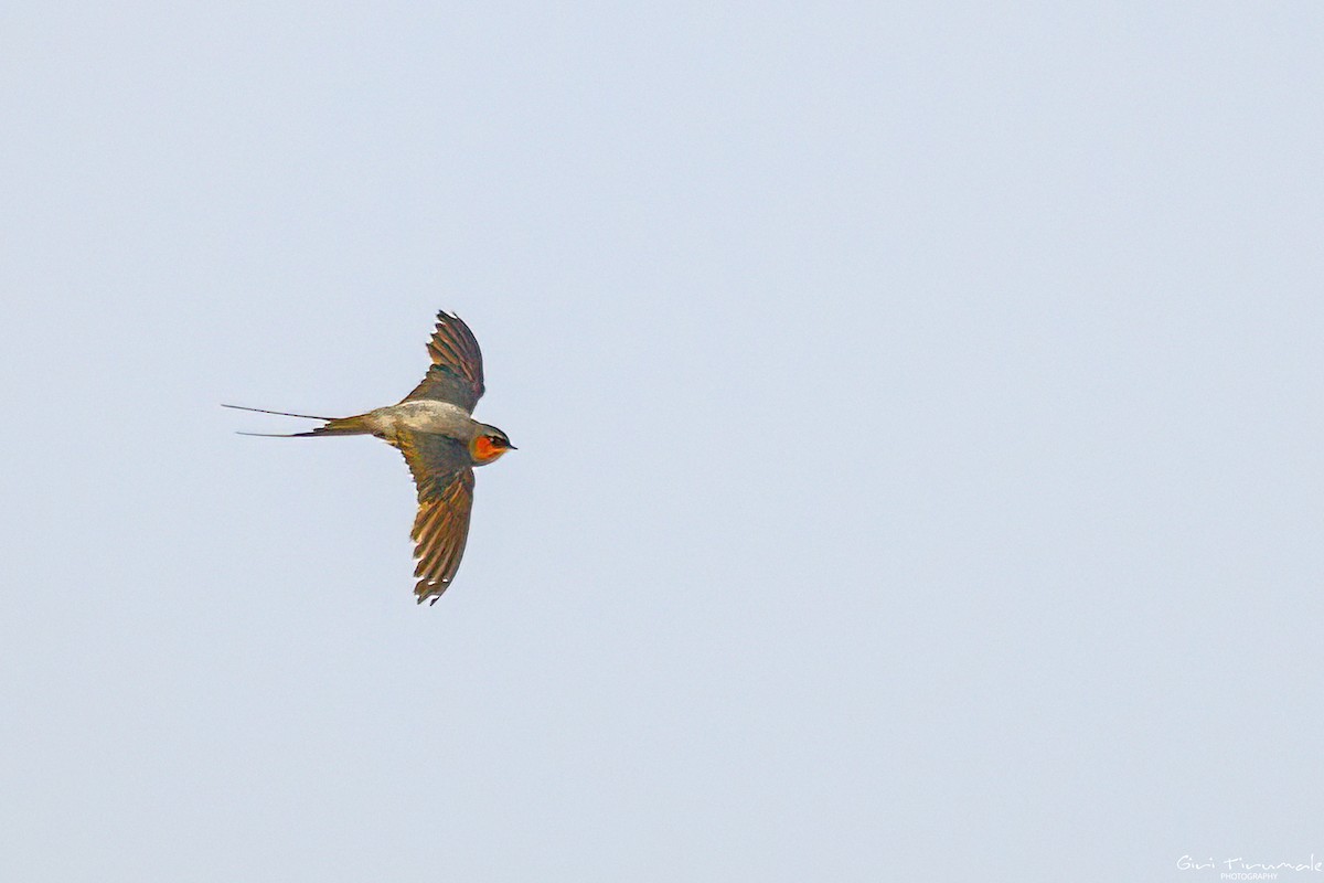 Crested Treeswift - ML618604649