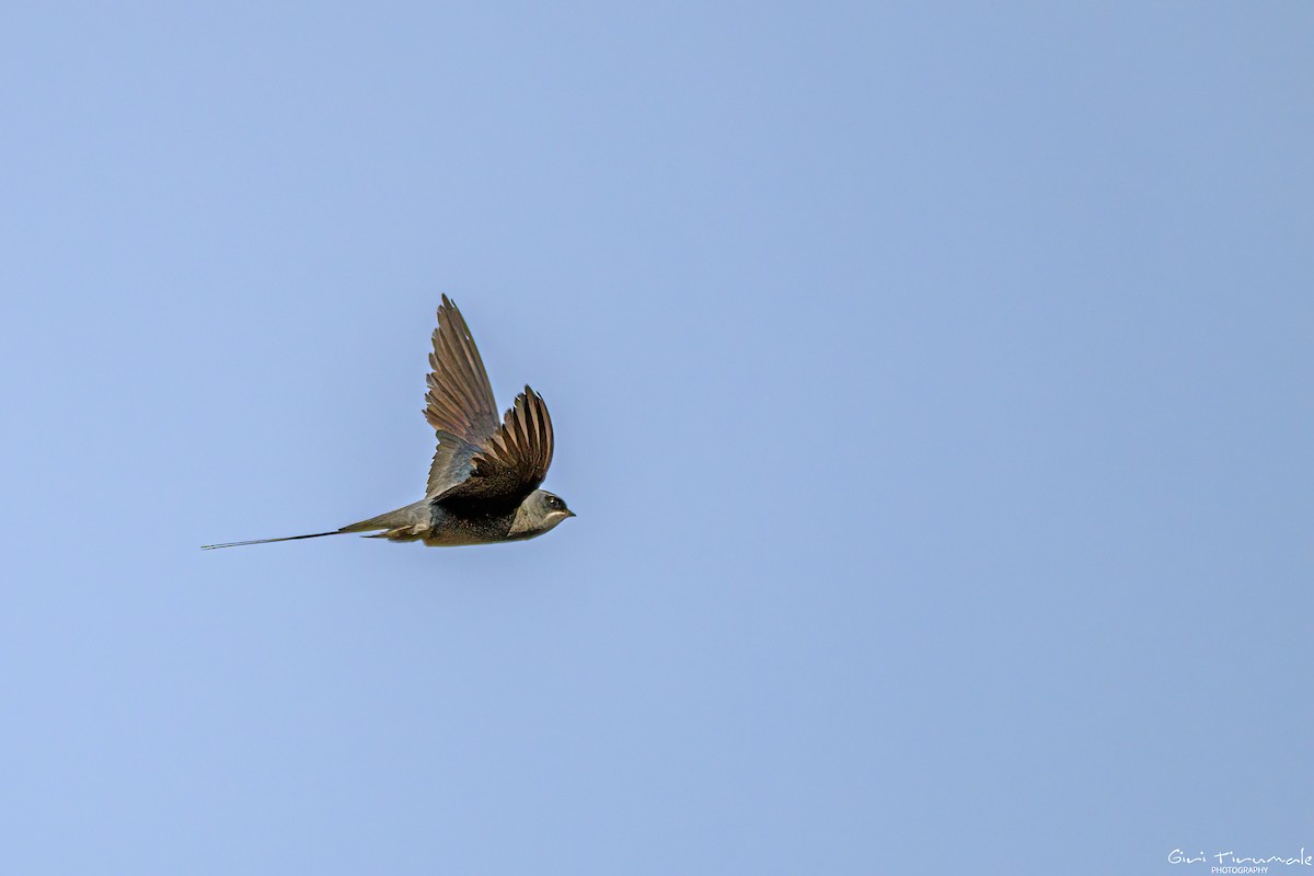 Crested Treeswift - ML618604650