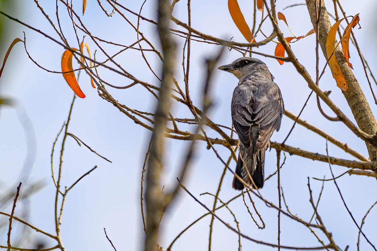 Large Cuckooshrike - Giri Tirumale