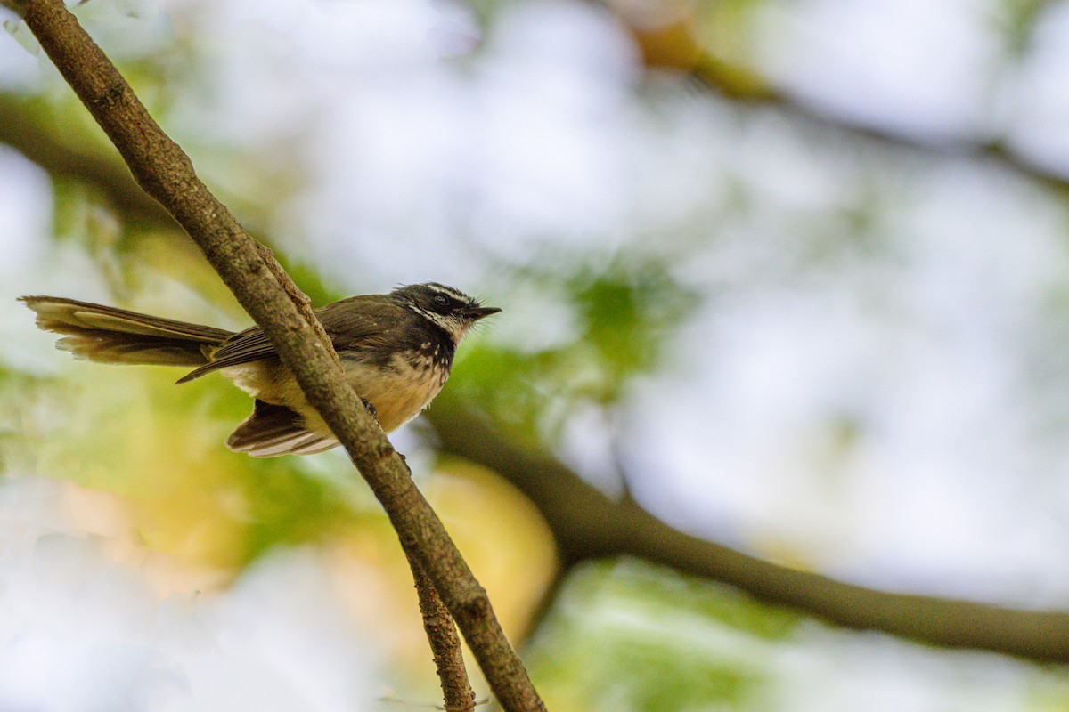 Spot-breasted Fantail - Giri Tirumale