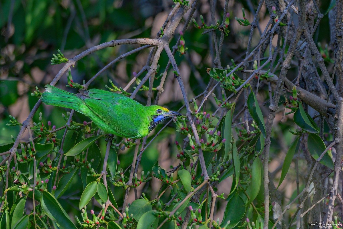 Golden-fronted Leafbird - ML618604688