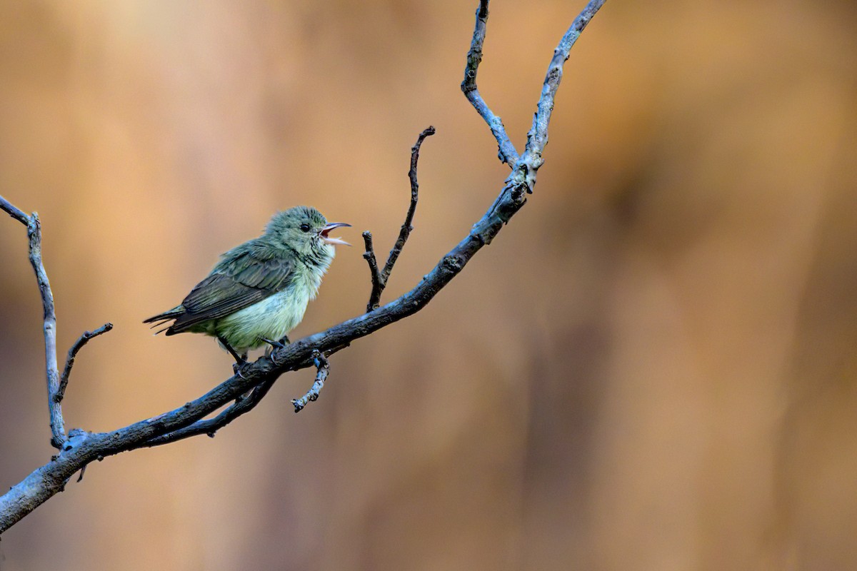 Pale-billed Flowerpecker - ML618604690