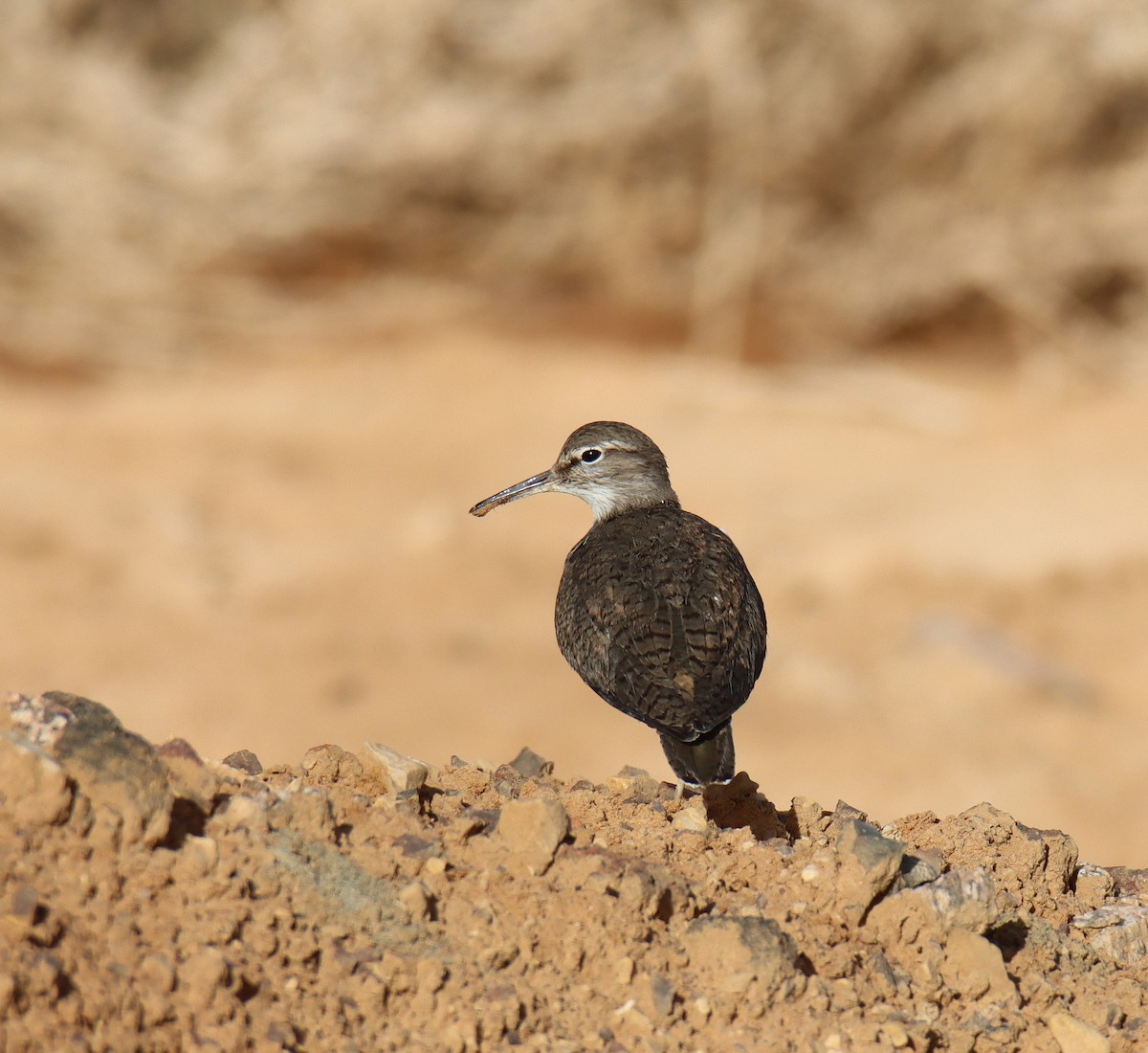 Common Sandpiper - ML618604706