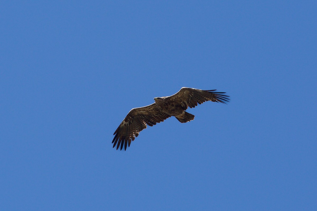 Águila Esteparia - ML618604709