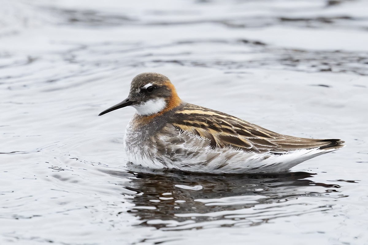 Phalarope à bec étroit - ML618604716