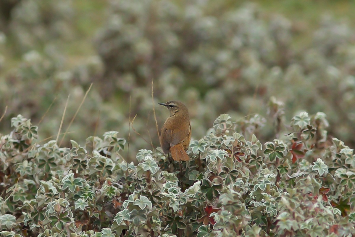 Cinnamon Bracken-Warbler - ML618604720