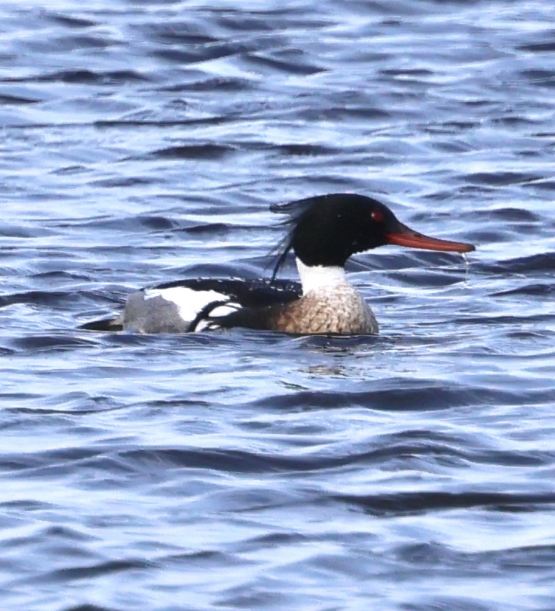 Red-breasted Merganser - ML618604730