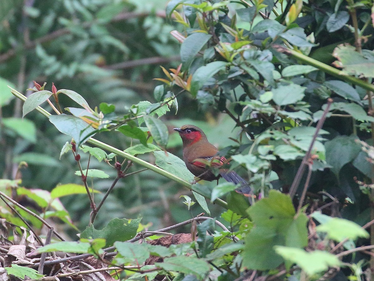 Red-faced Liocichla - ML618604760