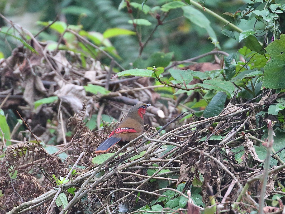 Red-faced Liocichla - ML618604763