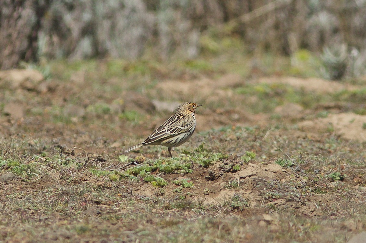 Pipit à gorge rousse - ML618604764