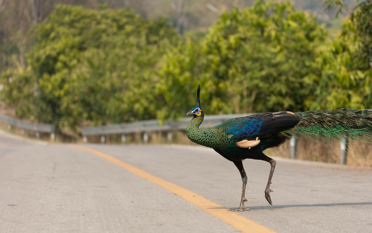 Green Peafowl - ML618604767