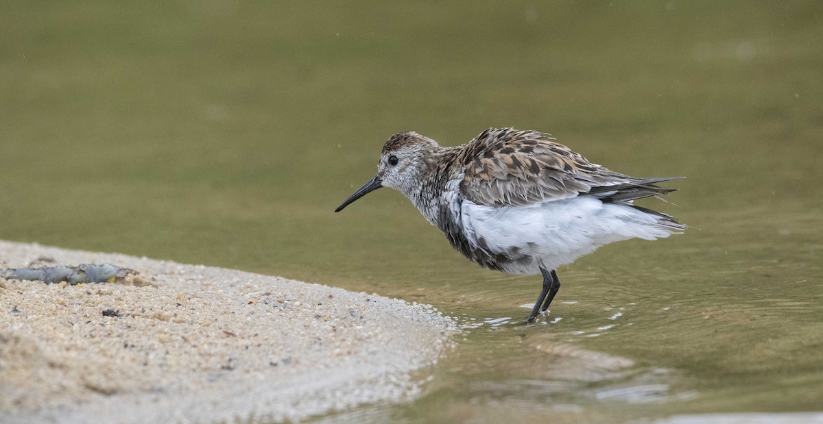 Dunlin - Ed Stubbs