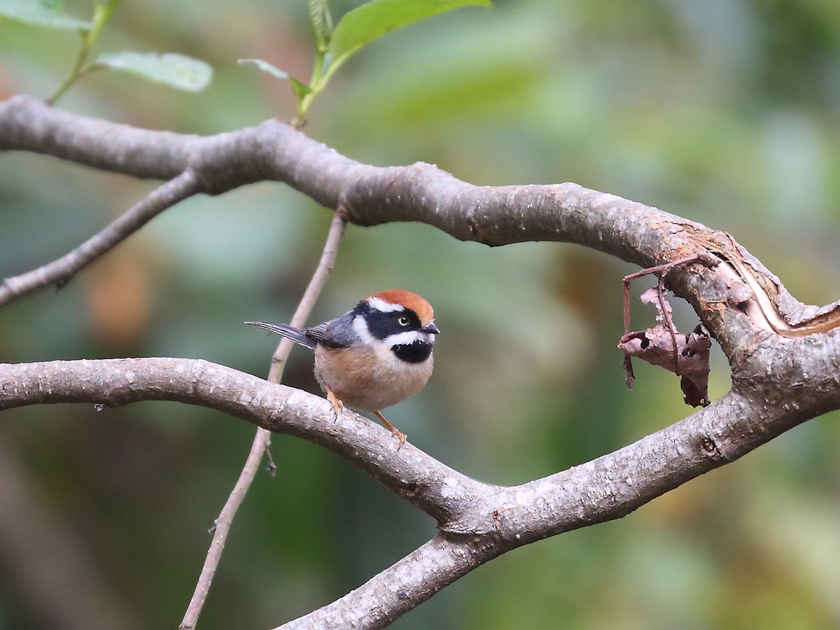 Black-throated Tit - ML618604812