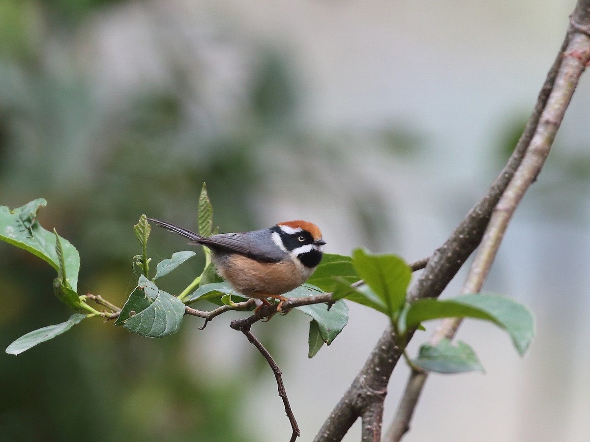 Black-throated Tit - ML618604816