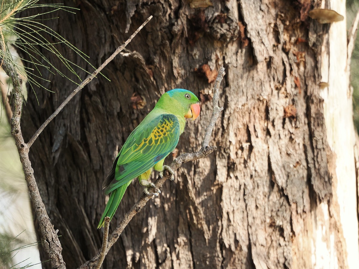 Blue-naped Parrot - Kuan Chih Yu