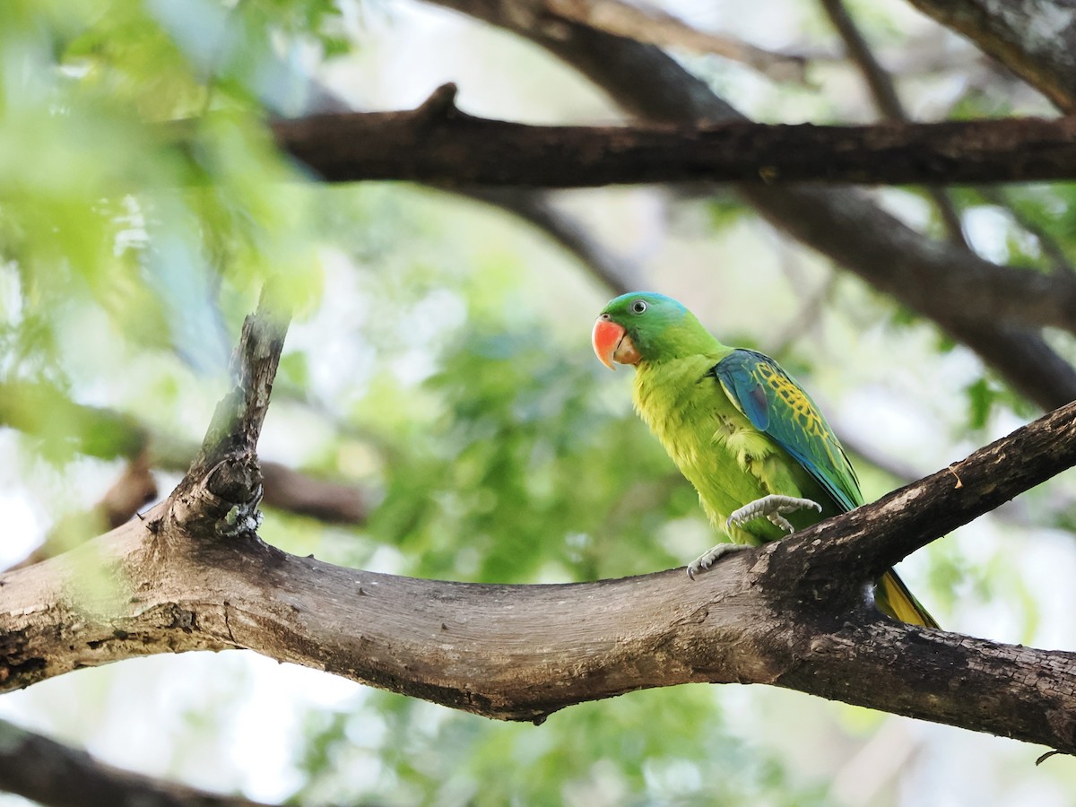 Blue-naped Parrot - Kuan Chih Yu