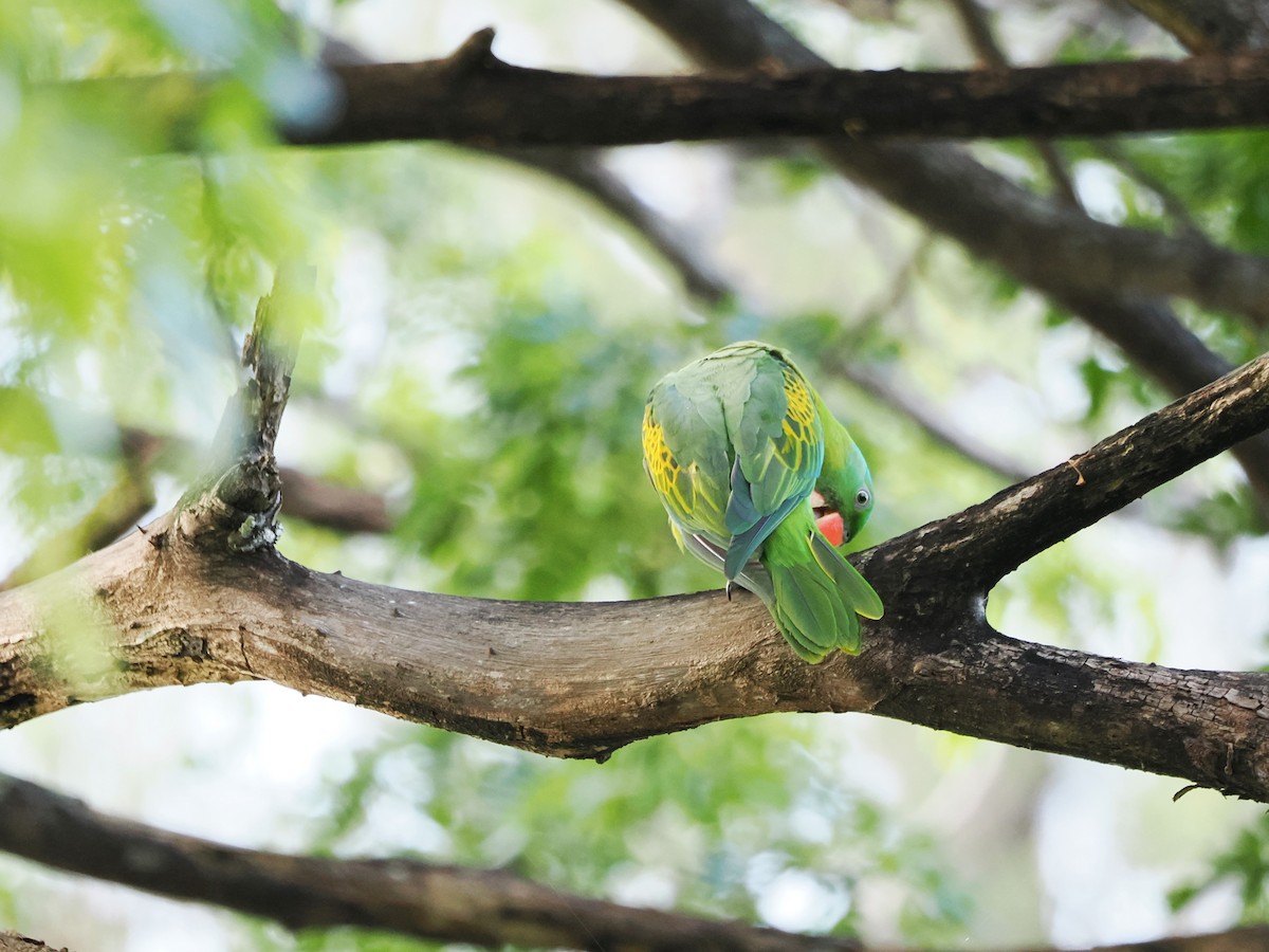 Blue-naped Parrot - Kuan Chih Yu