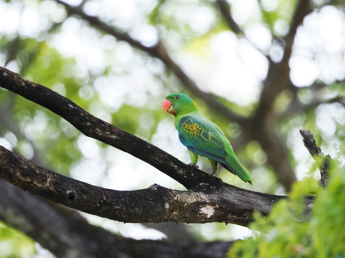 Blue-naped Parrot - Kuan Chih Yu