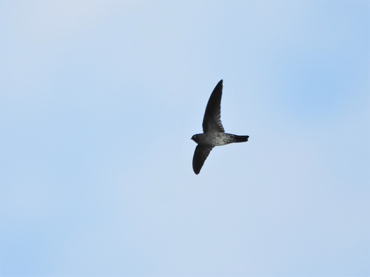 Plume-toed Swiftlet - Kuan Chih Yu