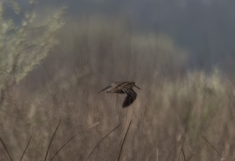 Great Snipe - ML618604898