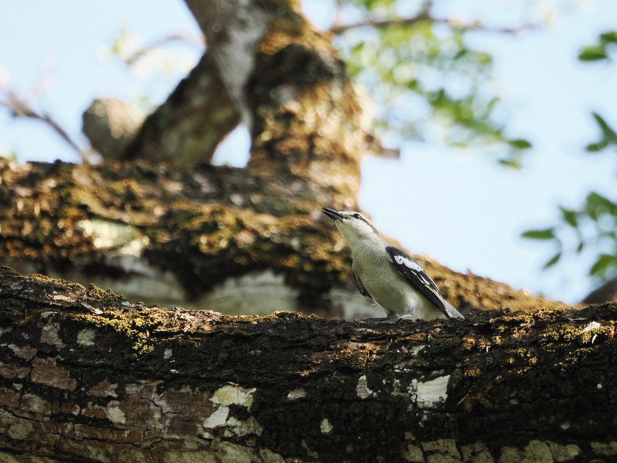 Pied Triller - Kuan Chih Yu