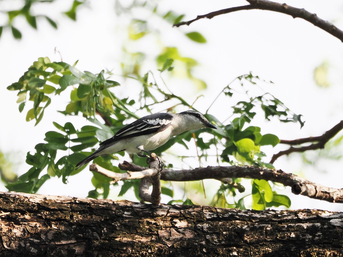 Pied Triller - Kuan Chih Yu