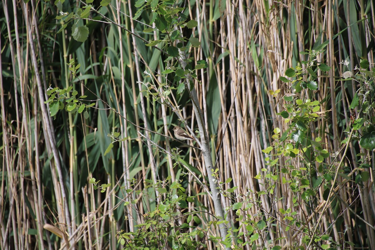 Spotted Flycatcher - ML618604973