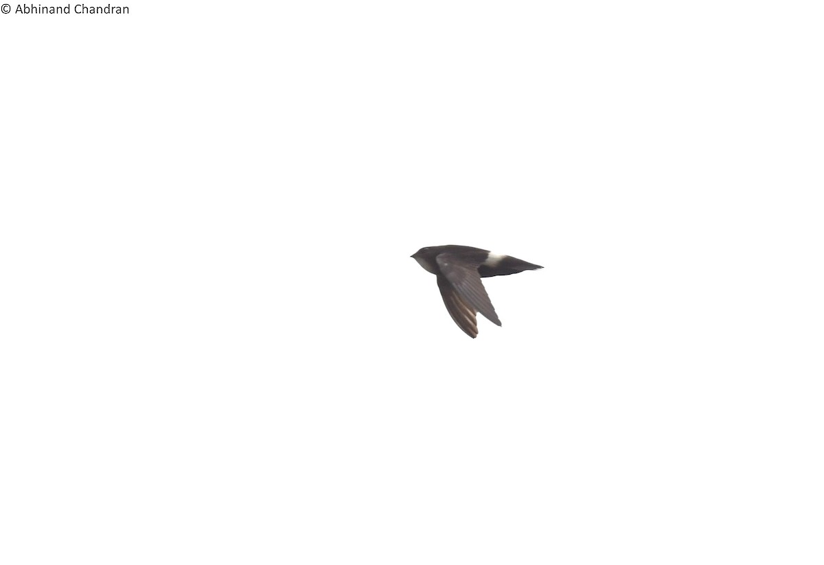 House Swift - Abhinand C