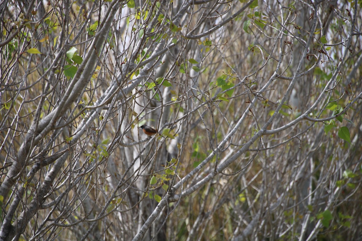 Common Redstart - Jorge López Álvarez