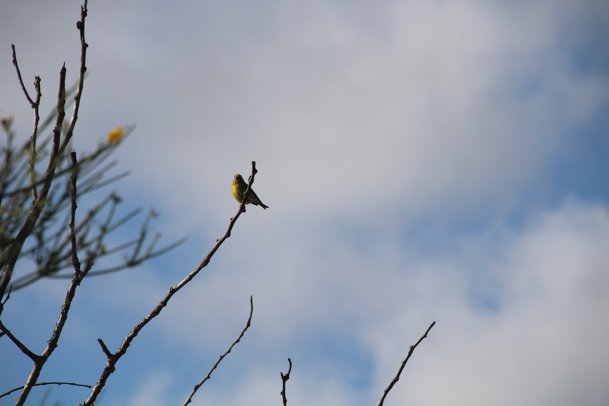 European Serin - ML618605021