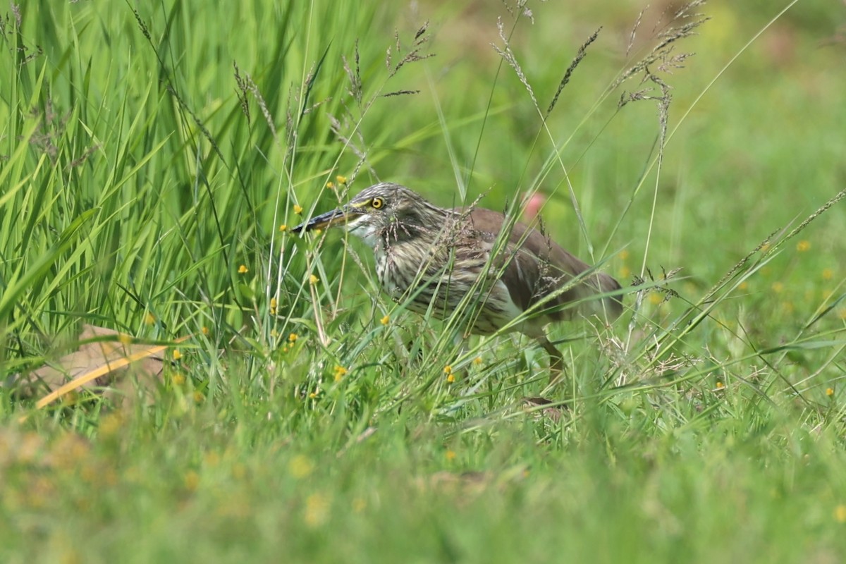 Chinese Pond-Heron - Andrew William