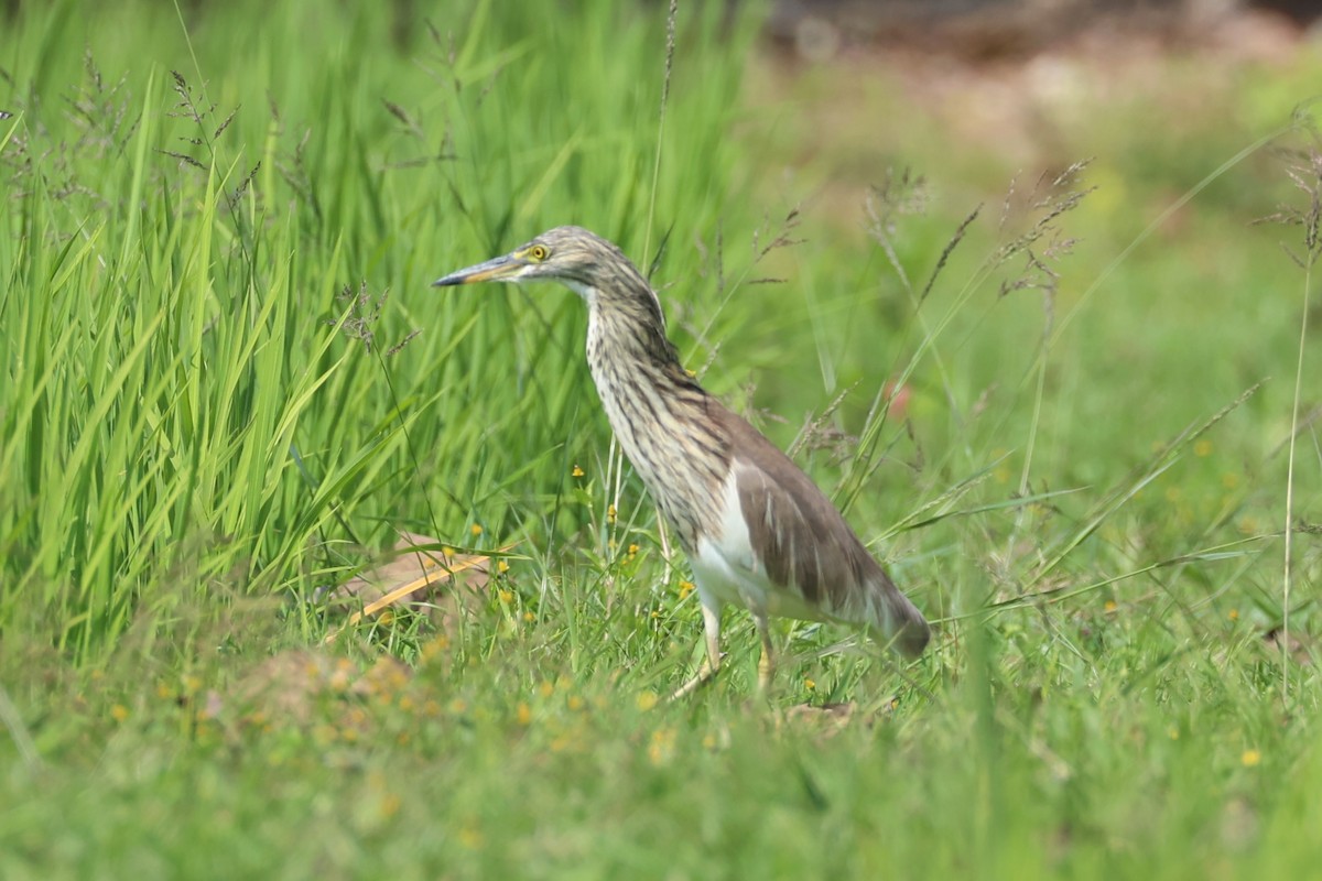 Chinese Pond-Heron - ML618605026