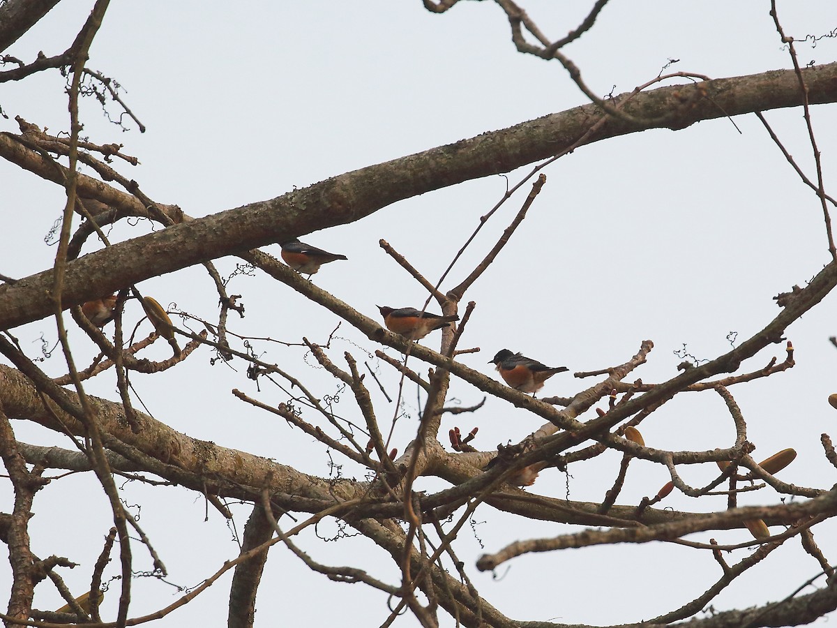 Spot-winged Starling - Keith Valentine