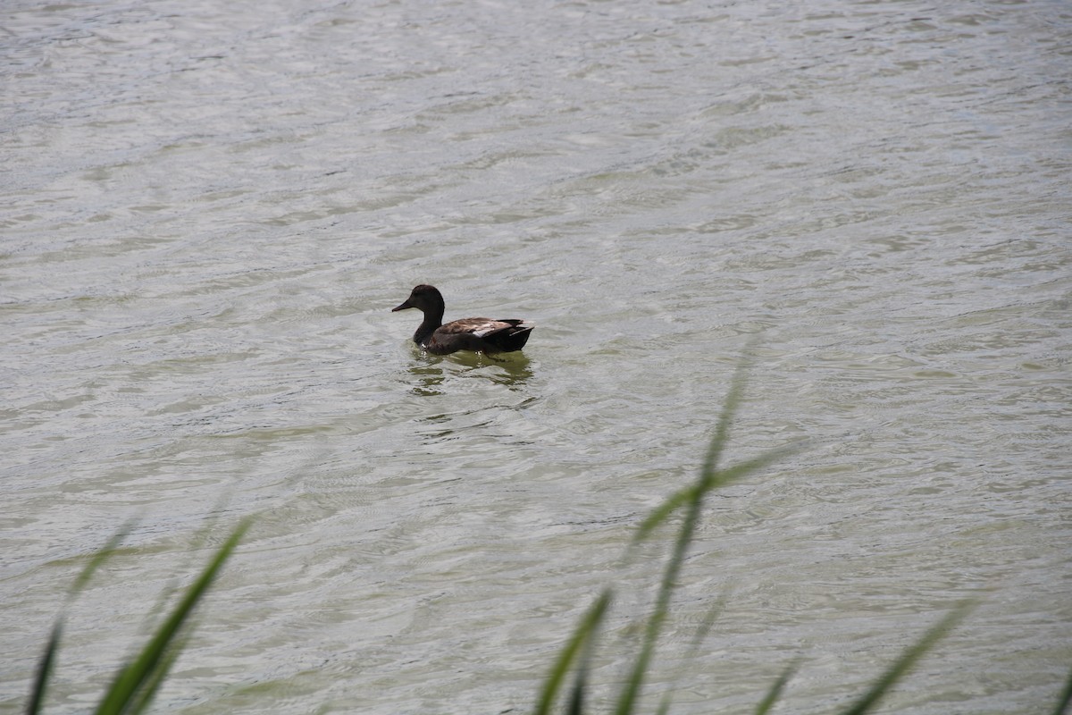 Gadwall - ML618605037