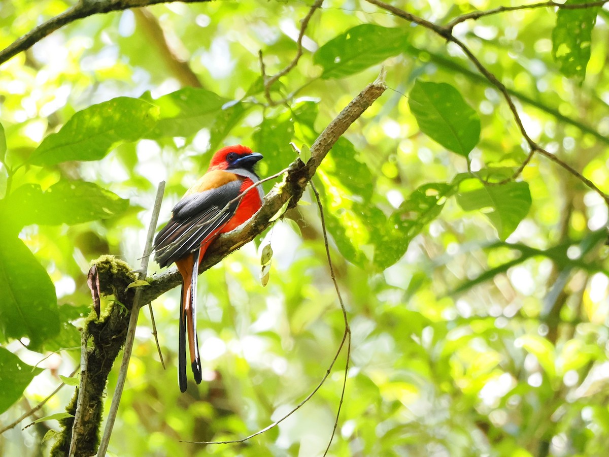 Whitehead's Trogon - ML618605055